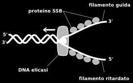 L'avanzamento della forcella di replicazione, l'aggiunta dei nuovi nucleotidi ai due filamenti e la stabilizzazione delle nuove semieliche è mediata da una serie di enzimi.