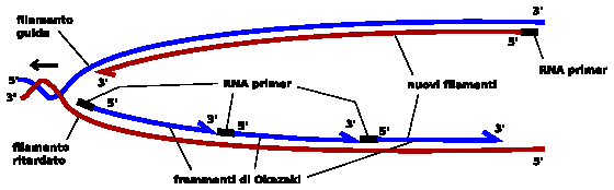 - il filamento guida è composto dalla sequenza di nucleotidi che ha polarità 3' 5' secondo la direzione di avanzamento della forcella di replicazione; - il filamento ritardato è invece composto dalla