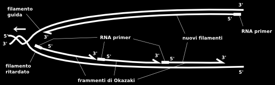 Innesco delle sequenze per mezzo degli RNA primer nel filamento guida e in quello ritardato.