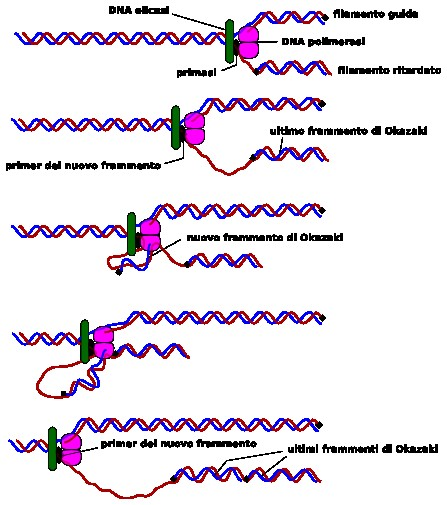 l'inizio del frammento di Okazaki costruito precedentemente (Fig. 41). Fig. 41. Meccanismo di azione della DNA polimerasi sul filamento guida e sul filamento ritardato.