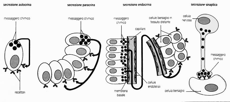 Modalità di trasmissione di segnali chimici tra cellule secrezione autocrina messaggero chimico secrezione paracrina messaggero chimico secrezione endocrina secrezione