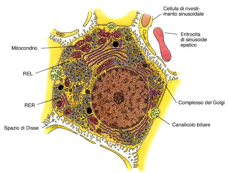 Epatocita