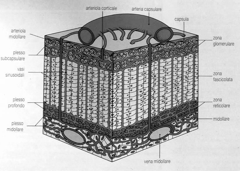 Schema di rete vascolare