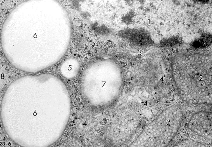 Citoplasma di cellula a secrezione steroidea