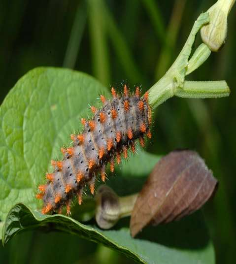 Zerynthia polyxena, il cui bruco si