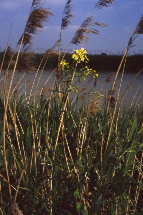 angustifolia dovuto a un attenta