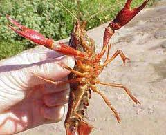 Il gambero rosso della Louisiana Procambarus clarkii A partire dagli anni 1998-2000 anche il gambero rosso della Louisiana inizia a diffondersi nel veronese a partire dalle acque della bassa pianura,