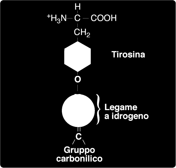 Il legame a idrogeno tra il gruppo ossidrilico fenolico della