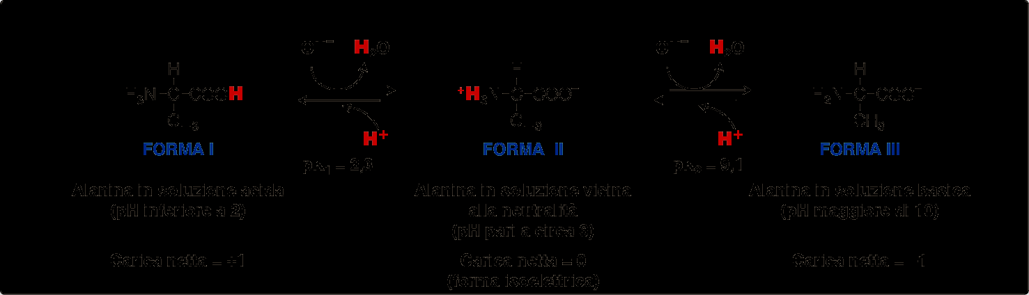 La titolazione di un amminoacido 1.