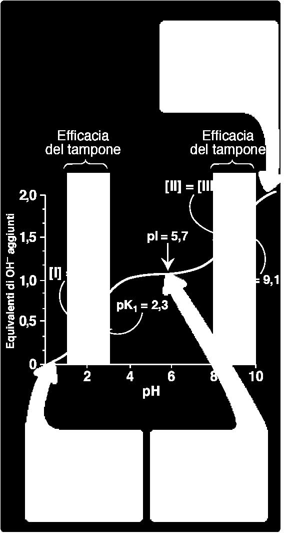 La curva di titolazione dell alanina: a- coppie tampone b- quando ph= pk c- il punto isoelettrico :pi è il ph al