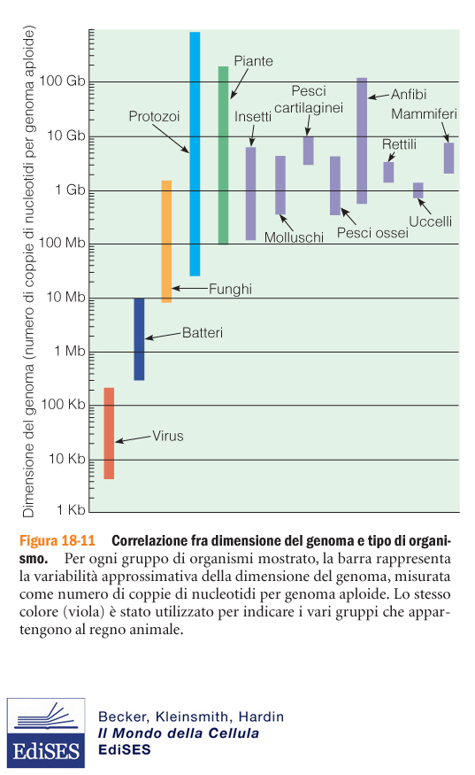 IL GENOMA UMANO - complessità PARADOSSO (c-value paradox) non