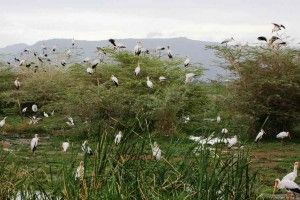 Più premuto verso sud, terrian diventa secca e la foresta lascia il posto alla