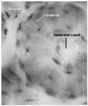 I canalicoli che partono dalle lamelle più profonde si aprono frequentemente ad imbuto nel canale di Havers Il sistema delle lacune e canalicoli è