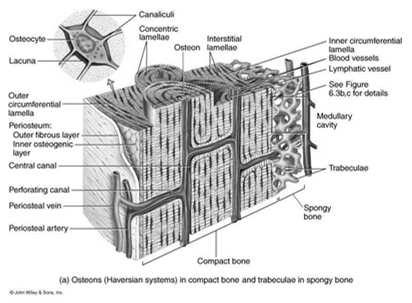 Tessuto osseo lamellare Osso compatto o corticale Osso spugnoso o trabecolare Tessuto osseo spugnoso o