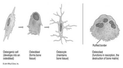 Le cellule del tessuto osseo Origine