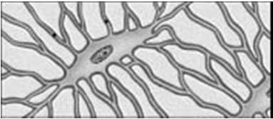 Derivano dagli osteoblasti Osteociti Gli osteoblasti rimangono murati nella sostanza intercellulare da loro deposta Osteociti The transformation from motile osteoblast to entrapped osteocyte takes