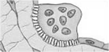 osteocyte, such that the nucleus remains in proximity to the vasculature, but a shift in cell volume distribution takes place, changing the rounded, active osteoblast to a more stellate or