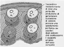 forma o di entrambe, mentre il rimodellamento normalmente non influenza la