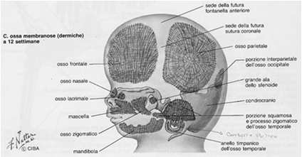 intramembranosa 