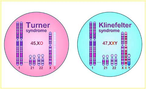 Da questo deriva la minor gravità delle sindromi dovute ai cromosomi sessuali, rispetto alle anomalie numeriche degli autosomi.