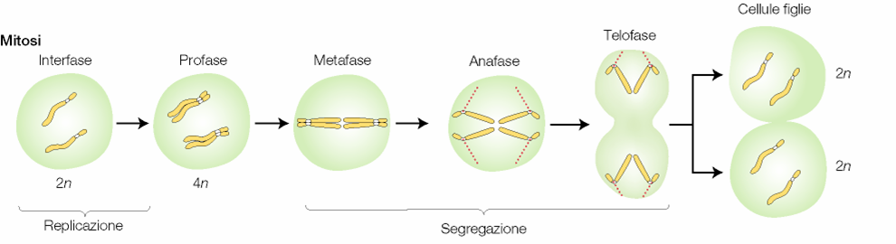 MITOSI Interfase.si replica il DNA:ogni cromosoma duplica se stesso in 2 cromatidi fratelli Profase.i cromosomi cominciano a condensarsi e a diventare visibili Metafase.