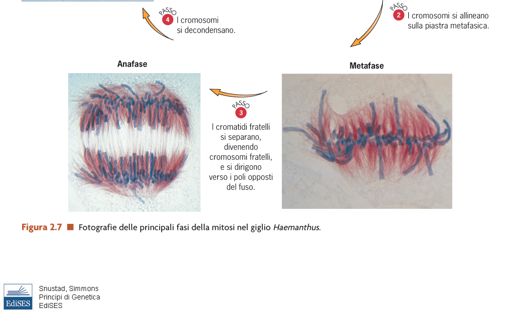 della cellula