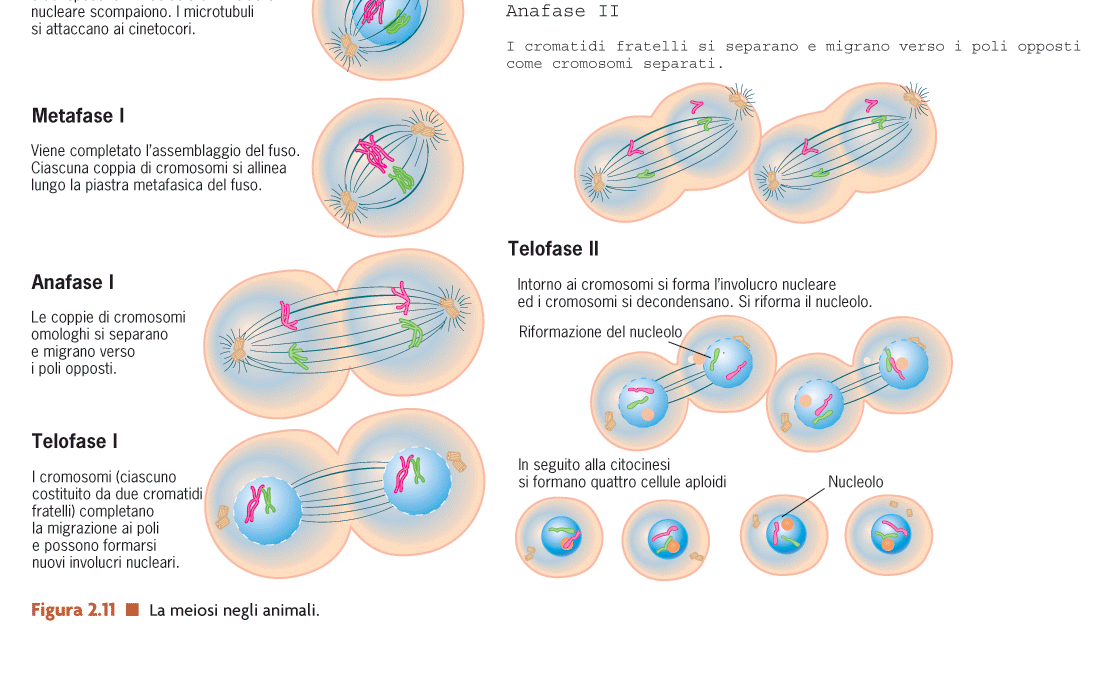 DNA o tetrade ossing-over ase in ui sono loccati li