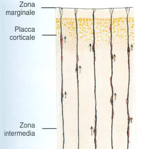 Migrazione neuronale corteccia