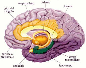 Trauma e cervello Numerose ricerche confermano inoltre l' alterazione del volume dell'ippocampo