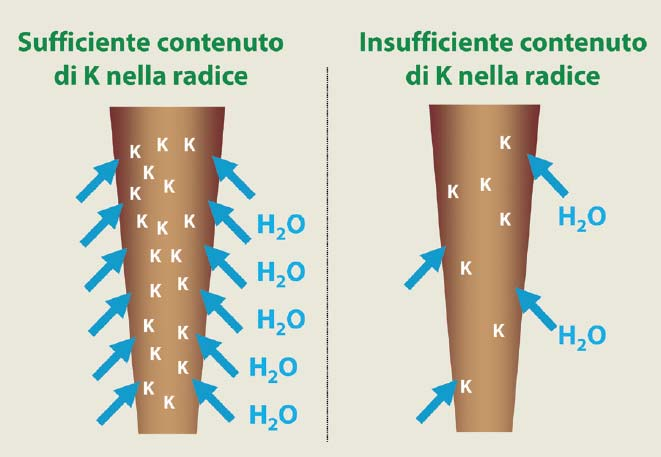 Sostenibilità Nutrizionale (Idrica