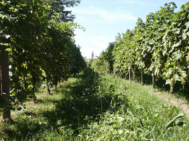 Invaiatura - vendemmia VERAISON-HARVEST Fabbisogno