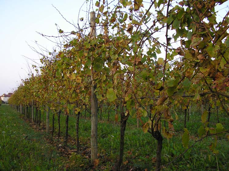 Composti aromatici freschi e floreali aumentano con