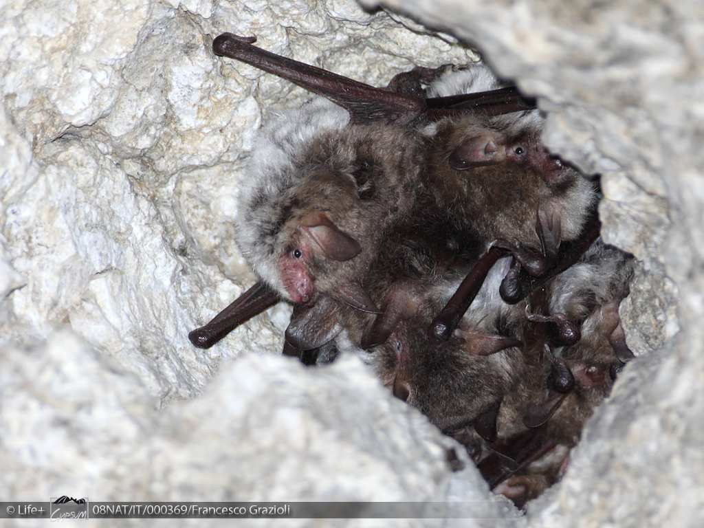 Figura 6.61: Colonia di piccoli Myotis presso la cava SPES nell estate 2011 (Foto di F. Grazioli).