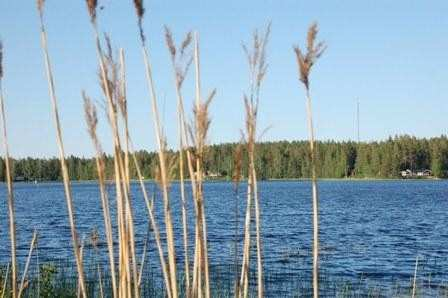 la possibilità di avvistare diverse specie di uccelli e mammiferi, incluso l alce, il re della foresta lappone.