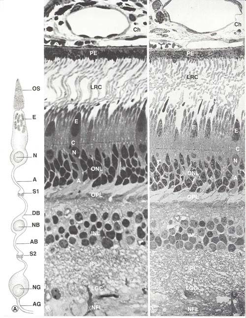 Histology Meridional section IS/OS ELM è formato dalla