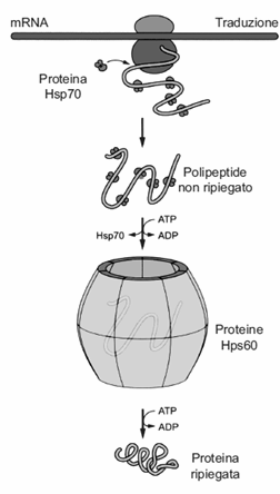 Modello del collasso idrofobico Si forma innanzitutto una struttura compatta (molten globule), guidata dall effetto idrofobico; dopo di che la proteina si cerca la sua corretta e definitiva struttura.