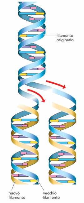 Filamenti vecchi e nuovi Ogni nuova molecola di DNA è formata da un