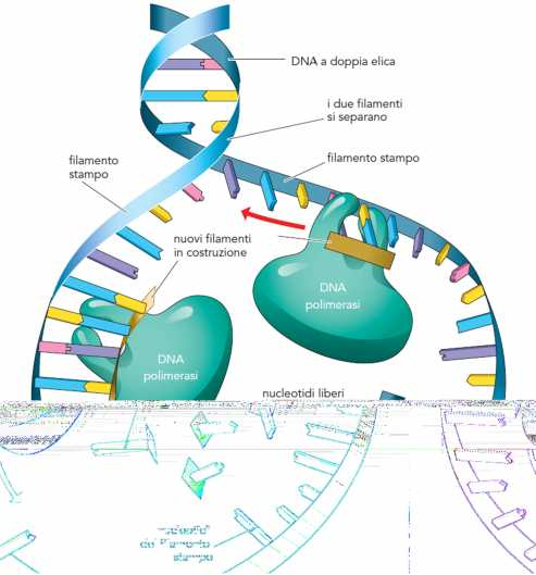 La duplicazione Il DNA si srotola e i due filamenti si separano; ai nucleotidi di ciascuno di