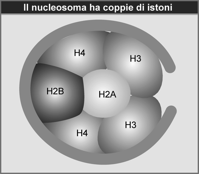 si trovano invece una vicina all altra sulla superficie del nucleosoma