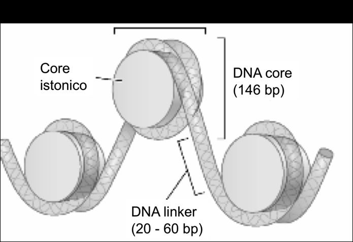 fosfato del DNA carico - Il DNA è