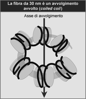 La fibra si avvolge su se stessa, con una periodicità di 6 nucleosomi per ogni giro, che corrisponde ad un rapporto di