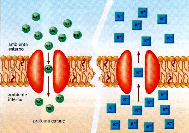 Le funzioni delle proteine di membrana sono: