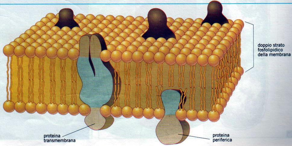 Dei pori appaiono in corrispondenza degli assi centrali delle proteine trans membrana e l insieme assume lo spessore di 85Å.
