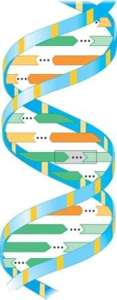 Un cromosoma di DNA è formato da due polinucleotidi avvolti uno sull