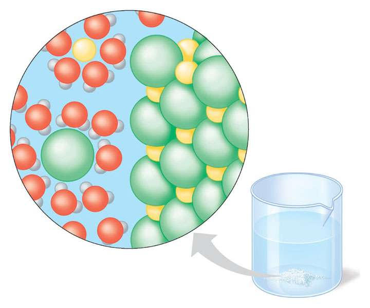 L acqua è un solvente versatile I soluti polari o carichi si sciolgono quando le molecole d acqua li