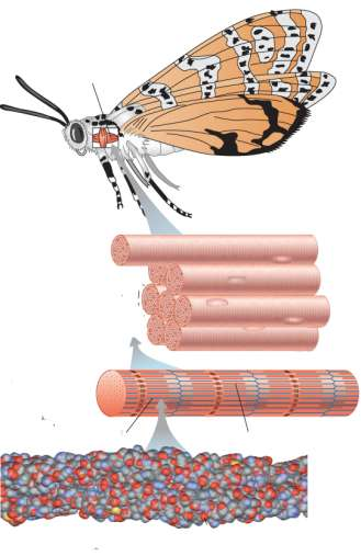 rganizzazione Le strutture biologiche hanno un organizzazione gerarchica D. rgano: muscolo delle ali.