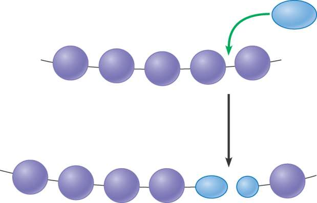 I polimeri sono spezzati in monomeri attraverso la reazione di