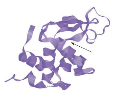 La configurazione specifica della proteina determina la sua