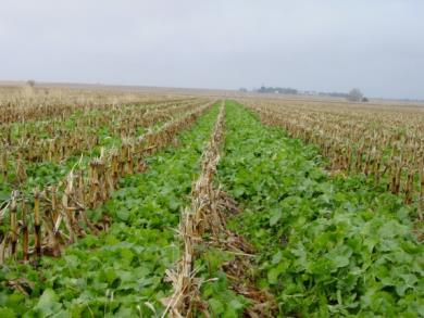 Copertura del suolo con colture che ricoprono il terreno nei mesi invernali