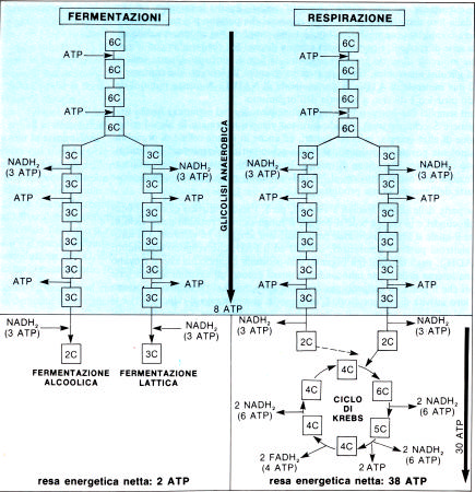Fig. 6.5 Bilancio energetico di glicolisi, fermentazione, respirazione (da Caramiello Lo Magno et al., 1989) 6.